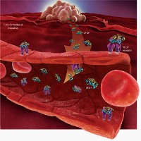 angiogenesis-image.jpg