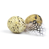 quail_eggs_small.jpg